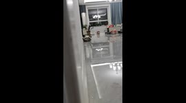 Adorable cat shows owner its stealthy moves