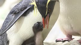 Austria: Northern Rockhopper Penguin Chicks Hatch at Vienna Zoo