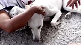 Loyal pet dog refuses to leave owner when she faints on street
