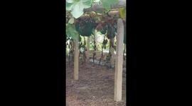 This squash weighs a whopping 80kg and needs TWO men to carry it