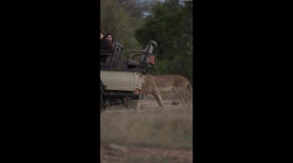 Lion Catches Safari Tracker By Surprise