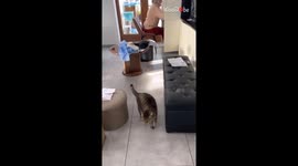 Caw-medy of errors: Raised crow pushes the limits of feline tolerance