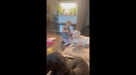 Girls Play Dress Up With Patient Dogs