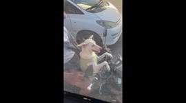 Pet dog waits on motorcycle with owner