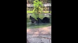 Black bear cools off in pool as temperatures reach 40C in Thailand