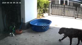 Pet dog cools off in tub of water as temperatures soar