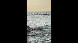 Kind beachgoer carries dog stuck on rocks to safety