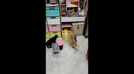 Mouse makes valiant escape from determined cats