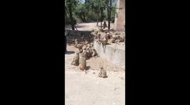 Locals feed dozens of hungry monkeys in Punjab, India