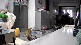 Playful pet cat dances on hind legs when she sees sister