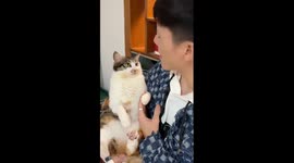 Pet cat pokes talkative owner's face to shush him