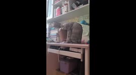 Chubby pet cat gets head stuck in a trash can