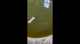 Rescued Alligator Greets Handler