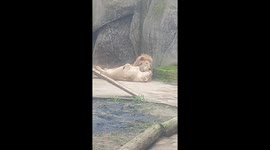 Cute Lions Share a Lick