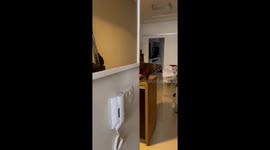 Stray Cat Wants Attention