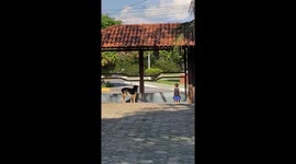 Boy Barks With His Canine Companion