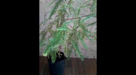 Bald Cypress (Taxodium Distichum)