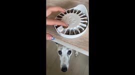 Dog demonstrates advanced training with 'Go Dogo Treat Dispenser'