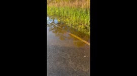 Garfish navigate flooded Virginia roadside