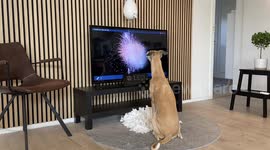 Leo working his Go Dogo - Activation & Sound Training - touch-free and in his own pace.