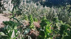 Jinni and consumption of beans