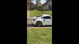 Bees Swarm Sports Car
