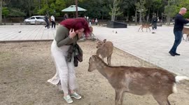 Tourist Gets Goosed by Deer in Nara Park