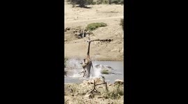 Mother giraffe's heroic stand turns tragic