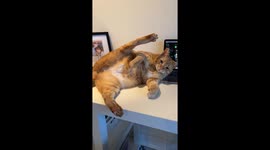 Orange Cat Lets It All Air Out