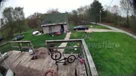 Gilbert the Goat Unexpectedly Faints