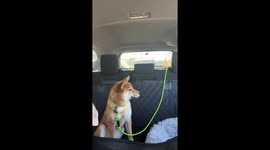 Kuma The Dog Has A Grudge