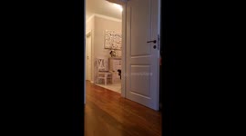 Dog Helps Clean House