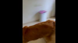 Golden Gets Too Excited