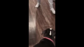 Dog Jumps Into Arms When Humans Dance