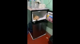 Chow Chow Puppy Stays Cool in the Fridge
