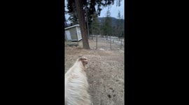 Fainting Goat Faceplants