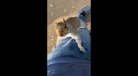 While  on holiday in Yorkshire  Uk  I was  walking  with friends .I was videoing a grey squirrel running along the ground Suddenly the  Squirrel runs up my Jeans Leg