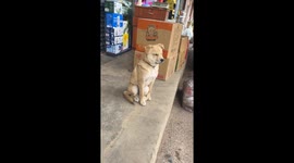 Dog dozes off, takes tumble in Sichuan Province, China