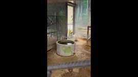 Adorable moment monkey reaches through cage to touch goat
