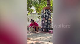 Pet dog has poker face while having soapy massage bath