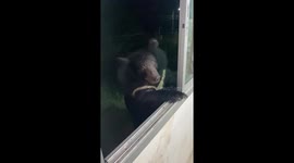 Black bear pokes its head through window to ask for food