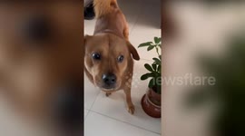 Cheeky owner frames dog for knocking over plant pot but pooch growls back