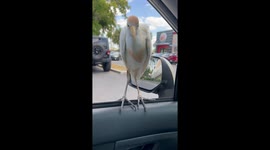 Cattle egret hitching a ride: unfazed passenger perches on car window in Fort Myers