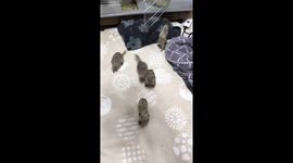 Prairie dogs enjoy food: unique eating habits captured on camera