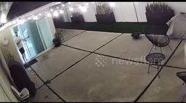 Dog's mischievous mishap: a run and bump in Philadelphia