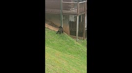 Bear encounter: nap interrupted in Sevierville, Tennessee