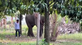 Sweltering elephant bull in heat tramples fisherman to death in Thailand
