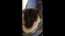 Whisper of the rasp: Farrier trims the horse's hoof with precision and care