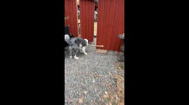 Stubborn Milo the dog: determined defender of his forbidden stick