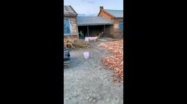 Dog bites pig in Beijing standoff: pig retreats after vocal protest